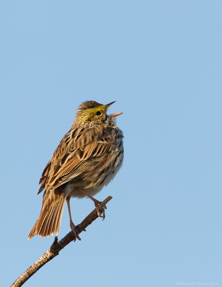 Savannah Sparrow