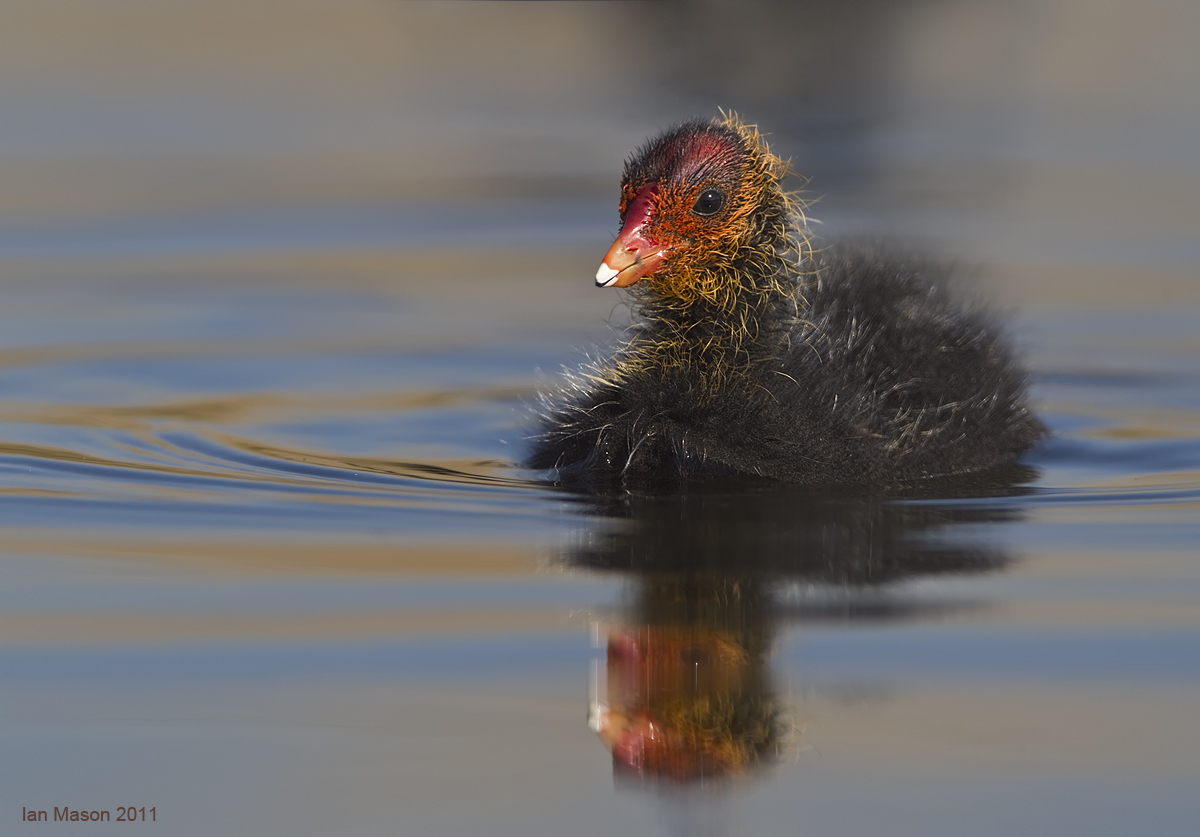 Coot Chick