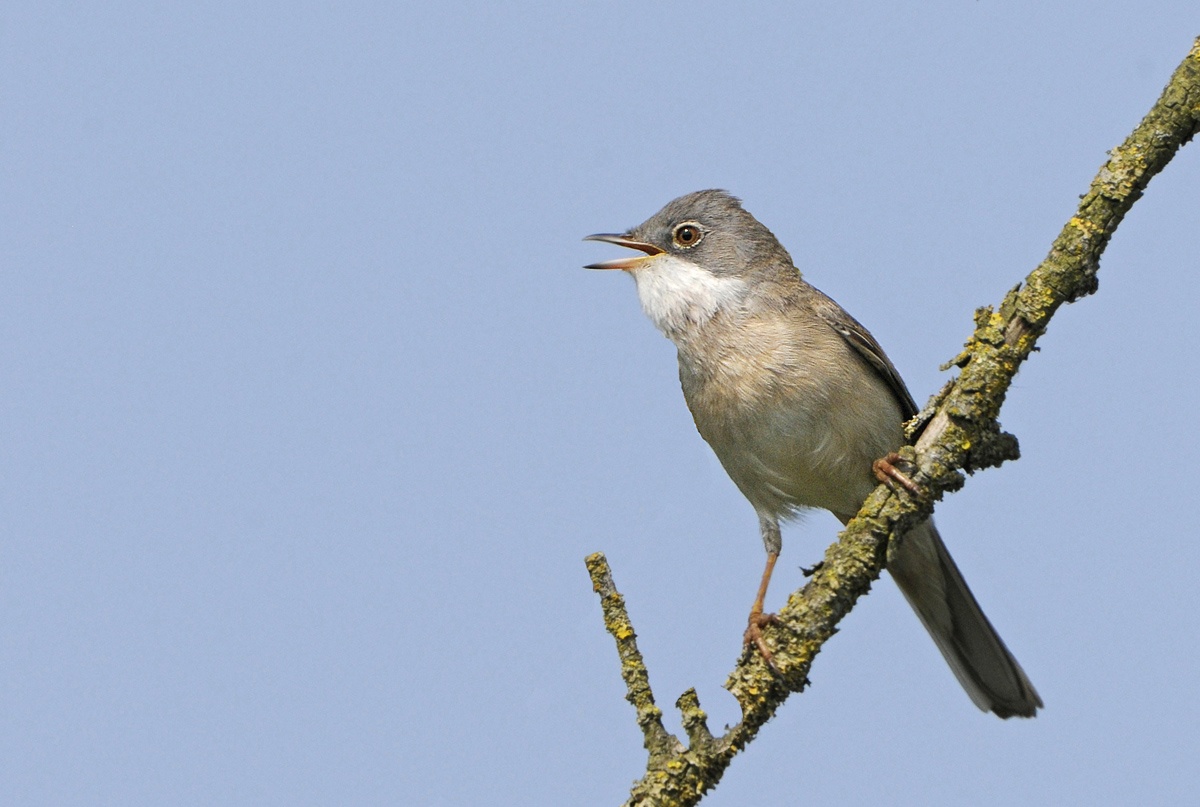 Whitethroat