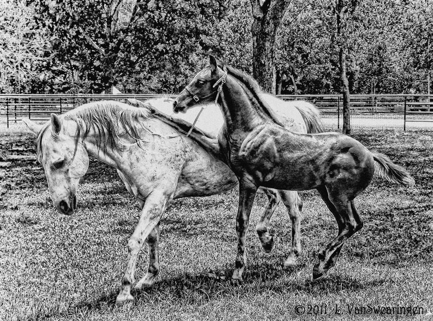 Horse Yoga