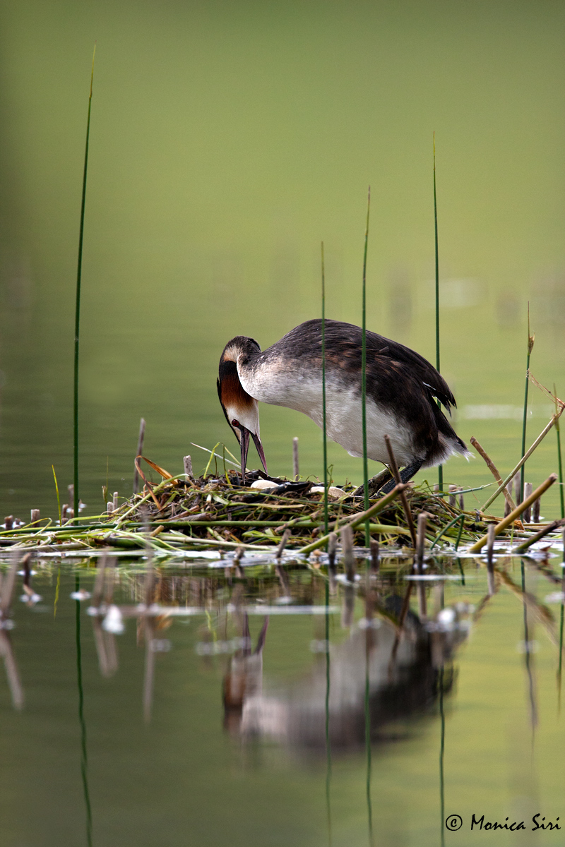 Nesting Grebe
