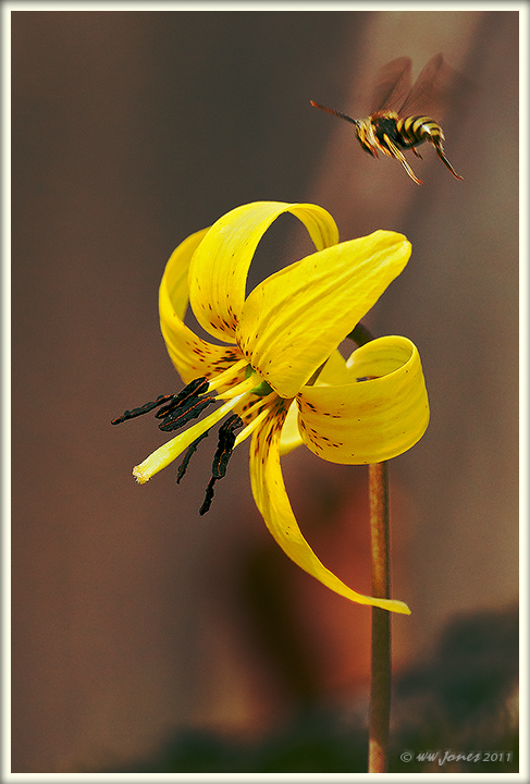Trout Lily & Visitor