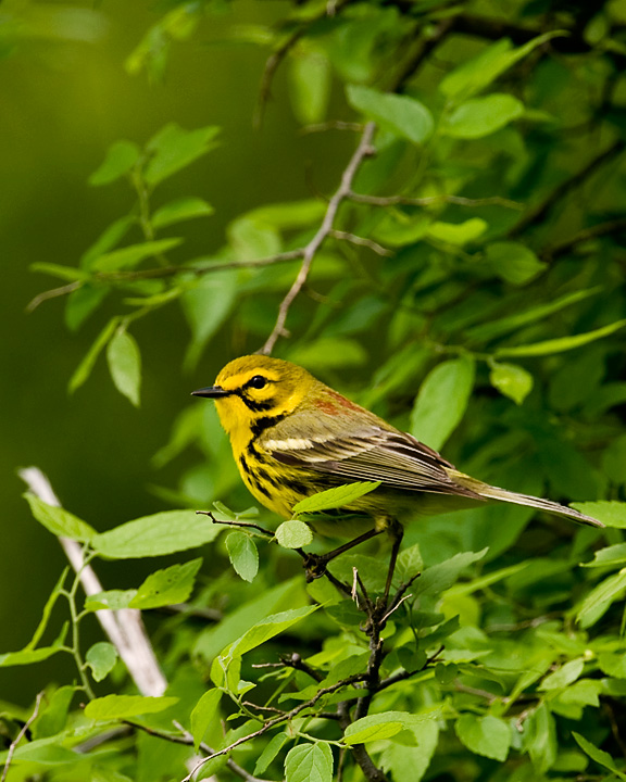 Prairie Warbler