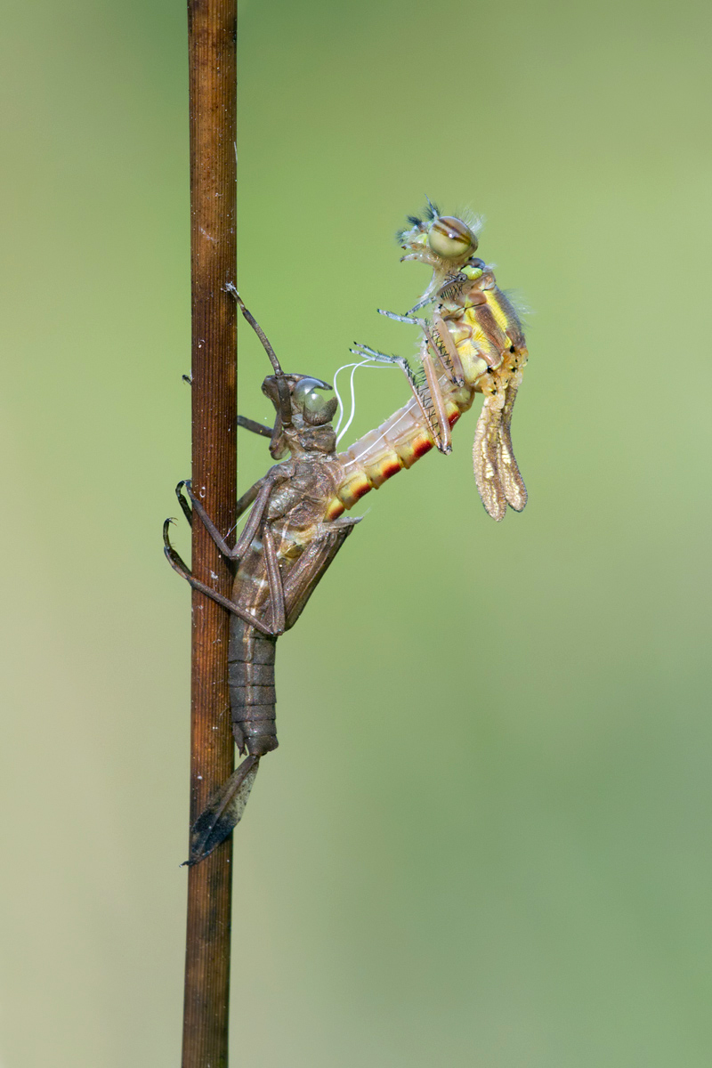 Emergence