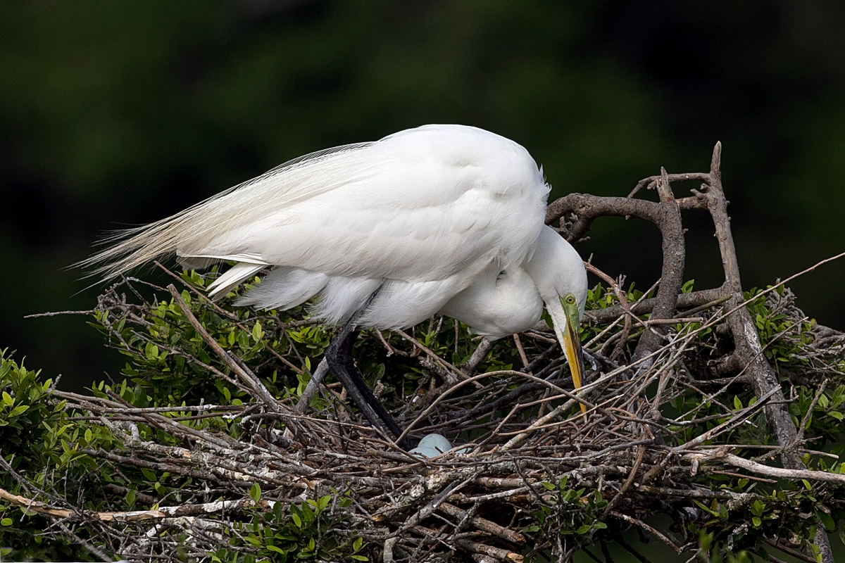 Egret Tends Nest