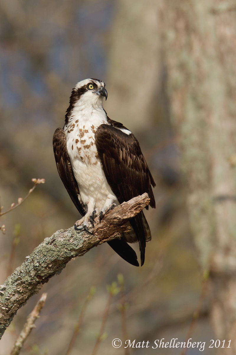Osprey