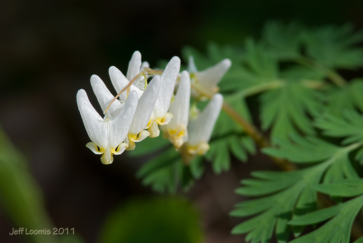 Dutchman's Breeches