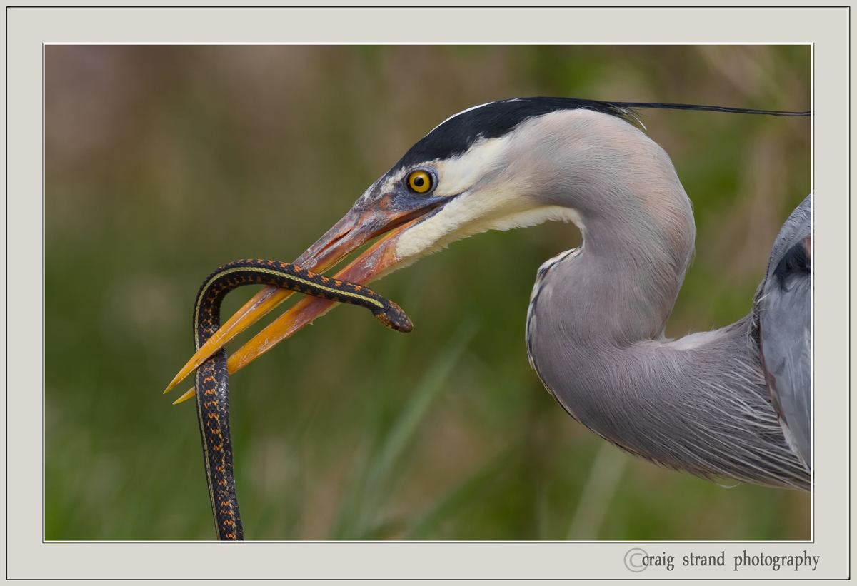 A Snake in the grass . .