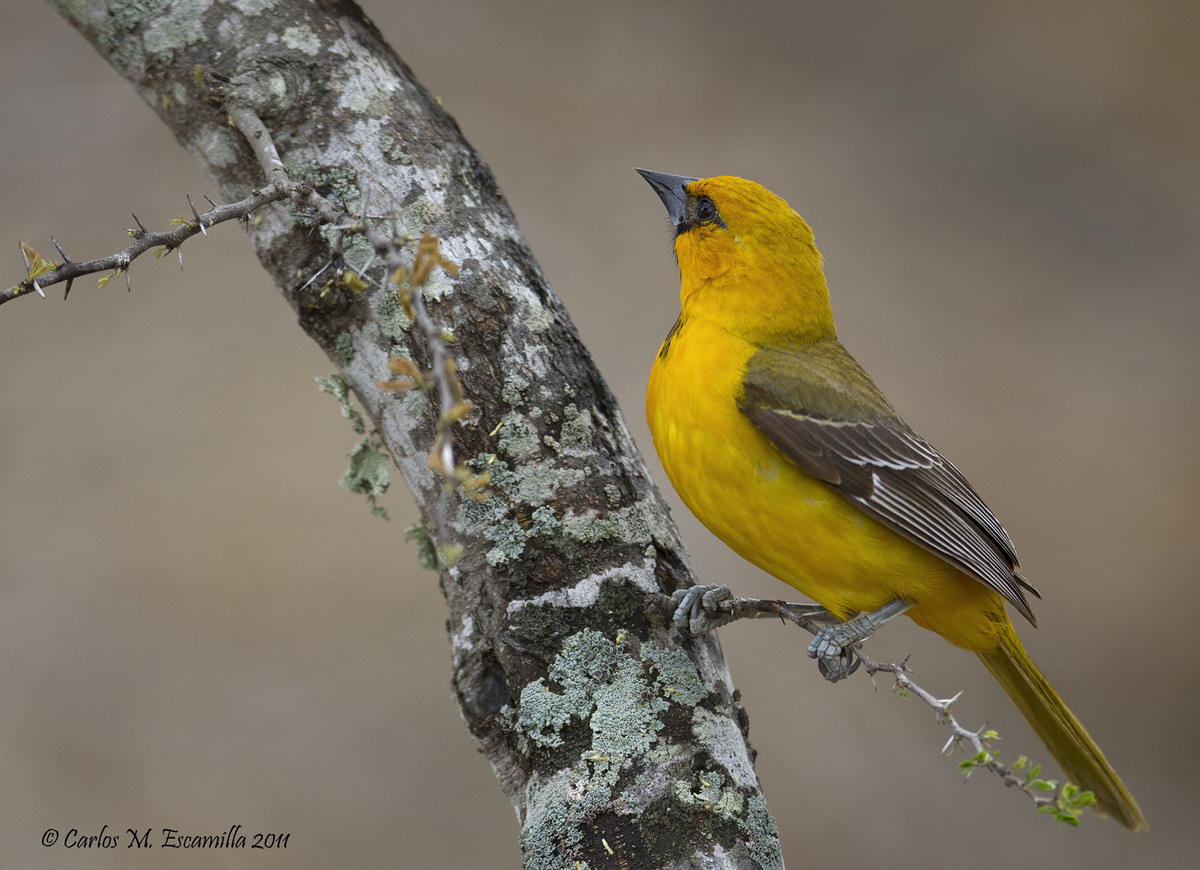 Altamira Oriole