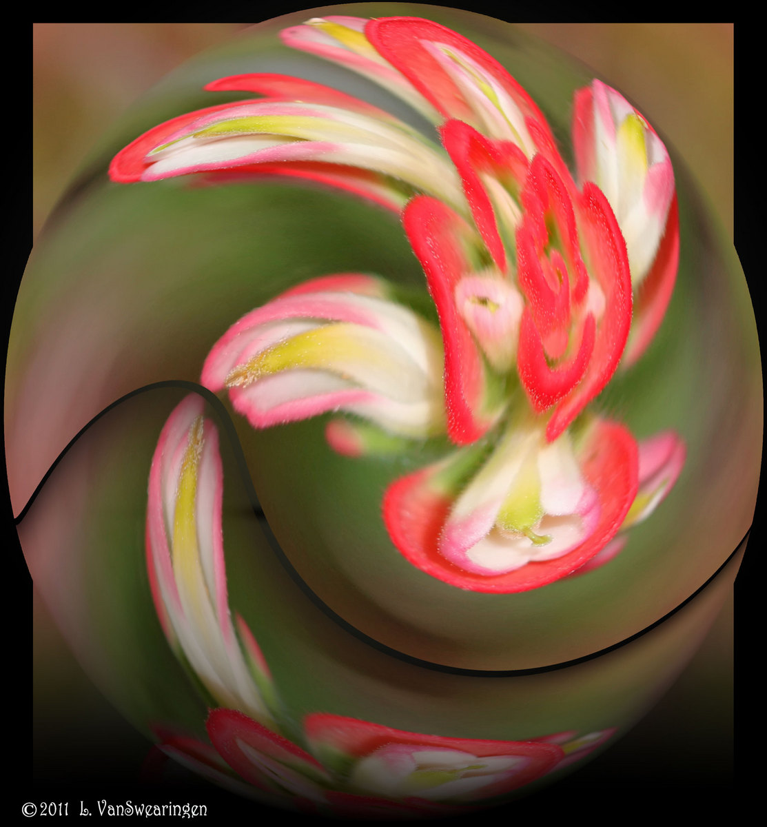 Painted petals