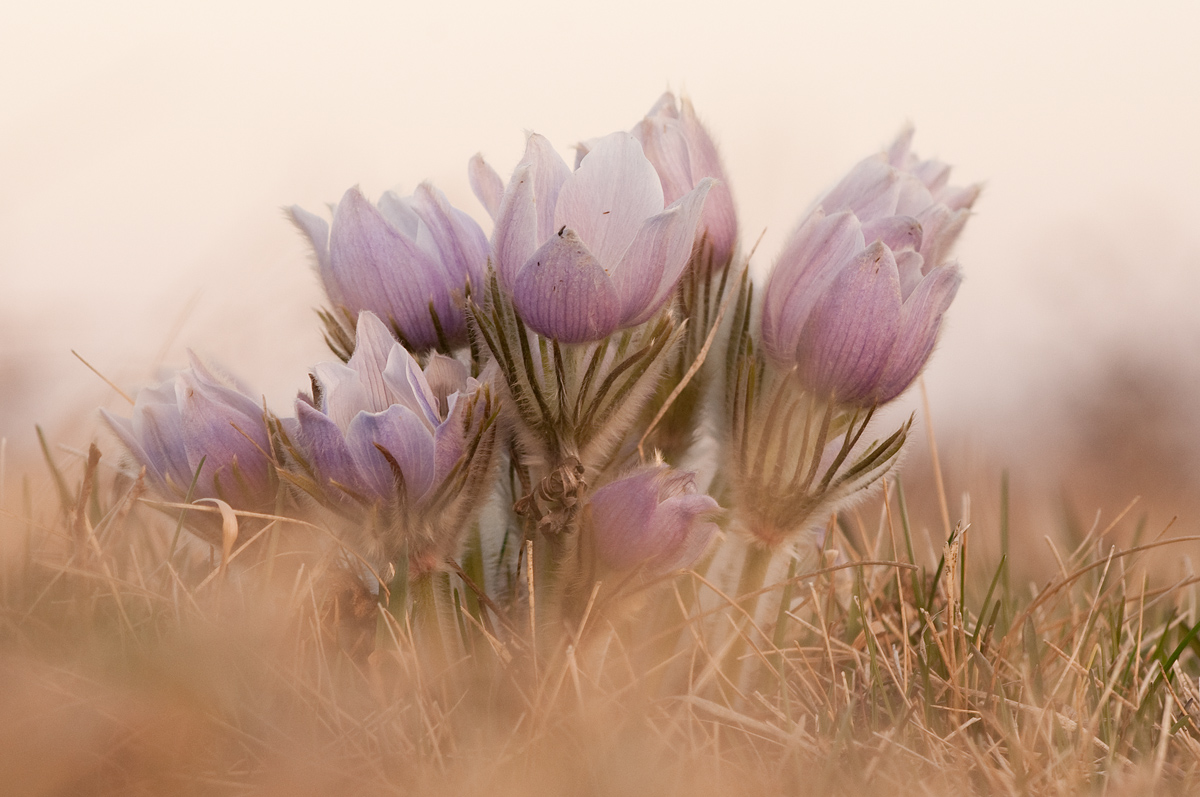 Prairie Crocuses