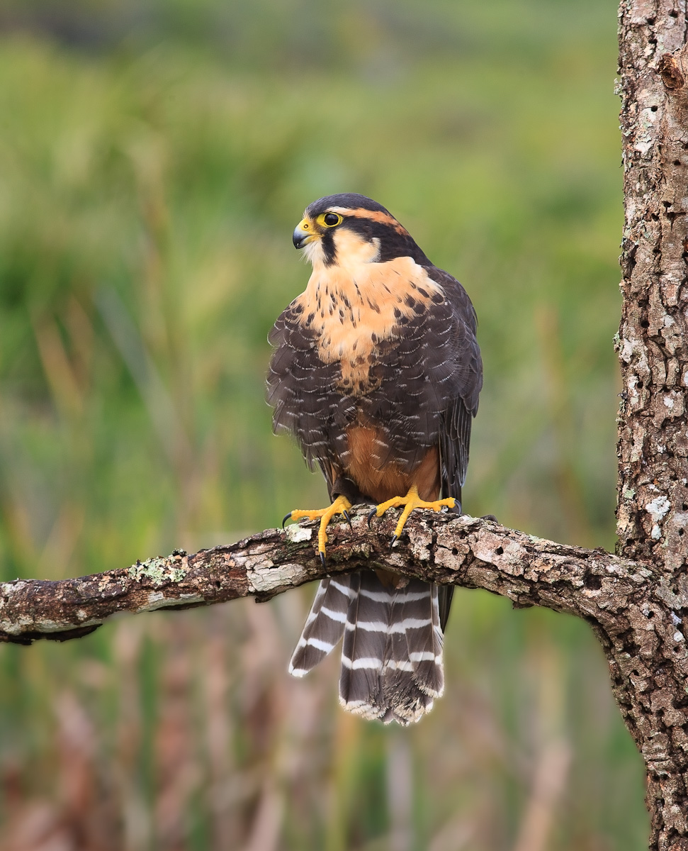 Aplomado Falcon (c)