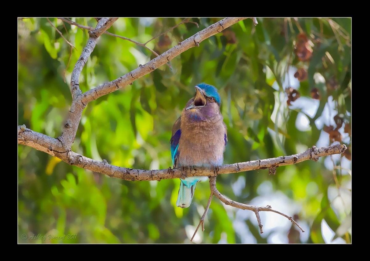 Indian Roller