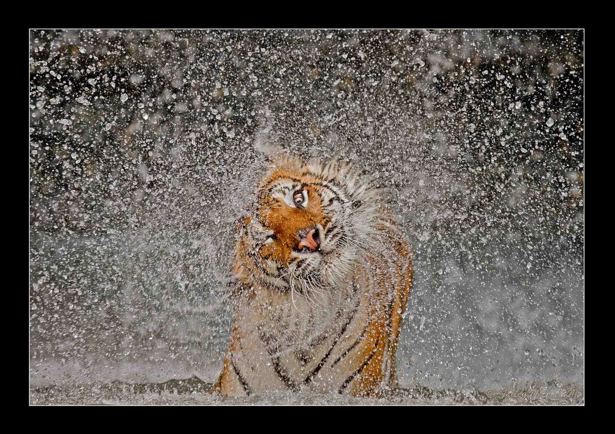Who Needs a Towel?!?