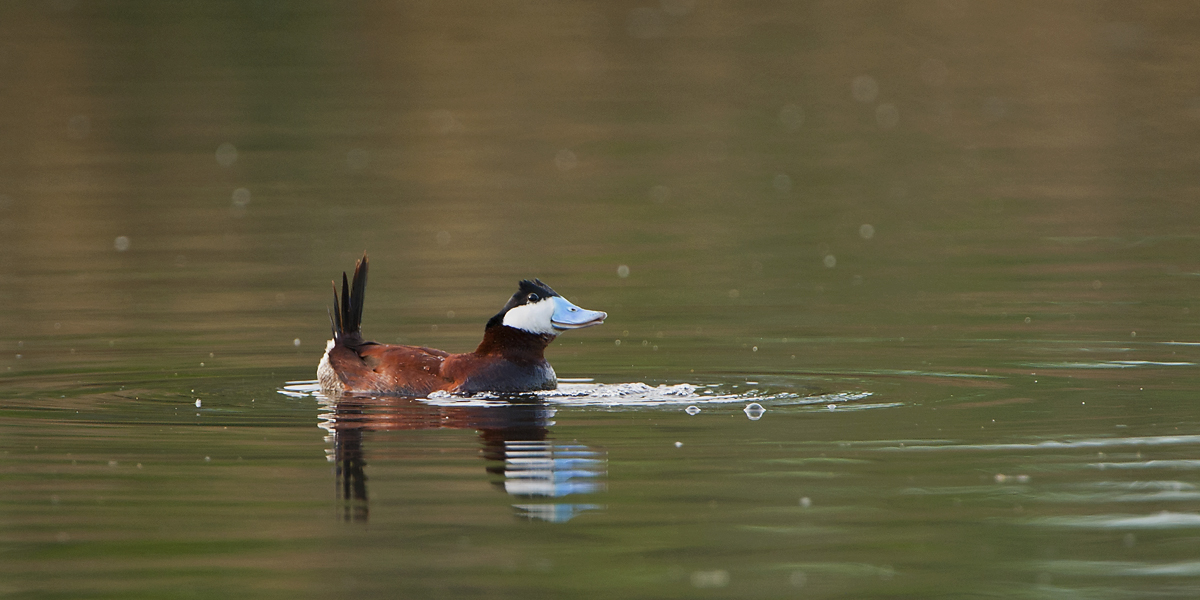 Ruddy Duck