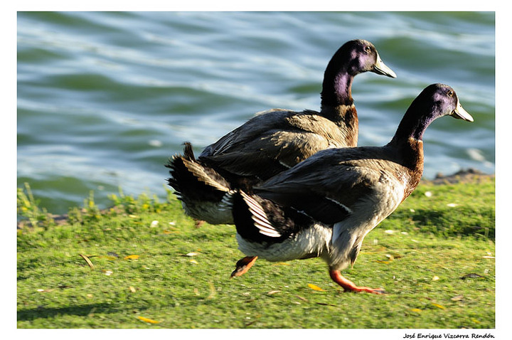 duck racing