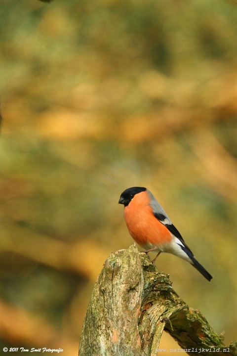 Eurasian Bullfinch
