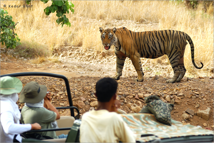 Tiger @ Ranthambhore