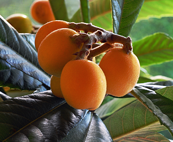 Fruit?