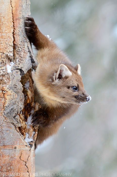 Pine Marten
