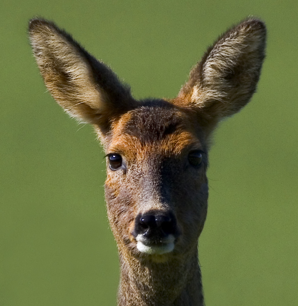 Roe Dee Doe