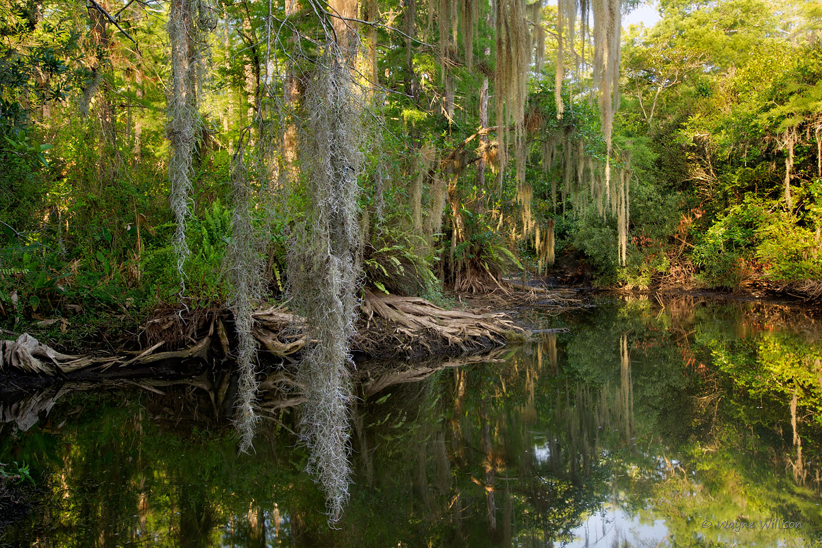 Everglades
