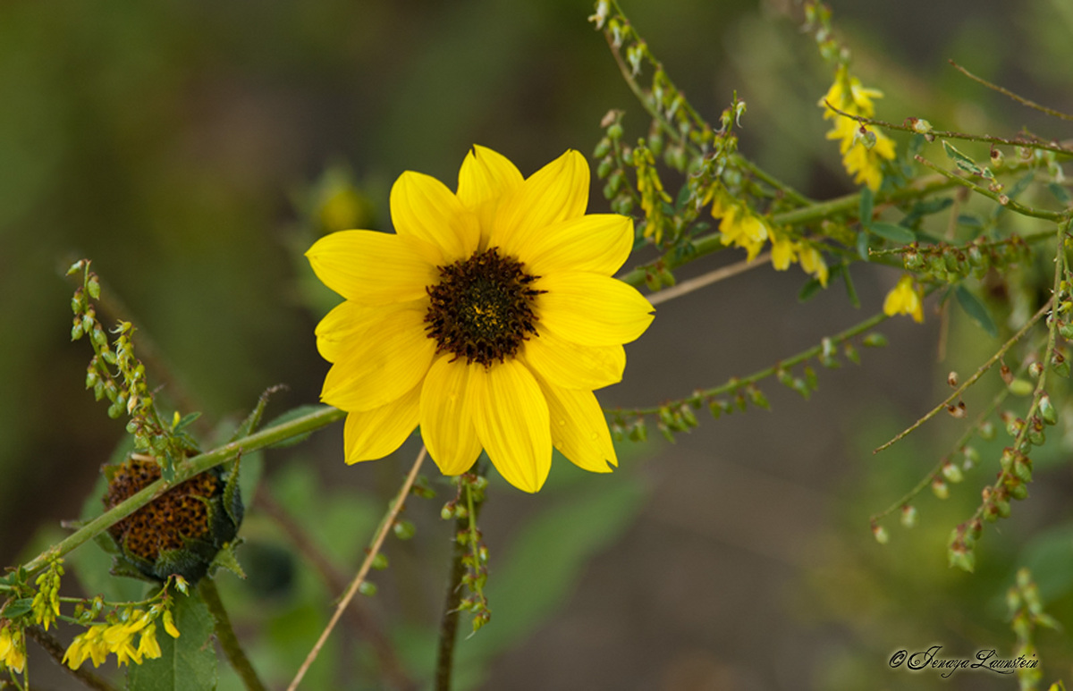 Sunflower + REPOST