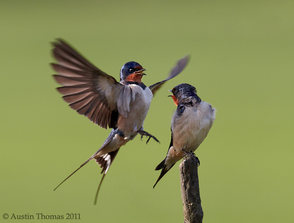 Swallows interacting