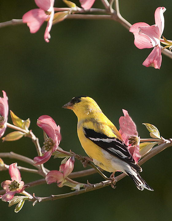 Goldfinch & REPOST