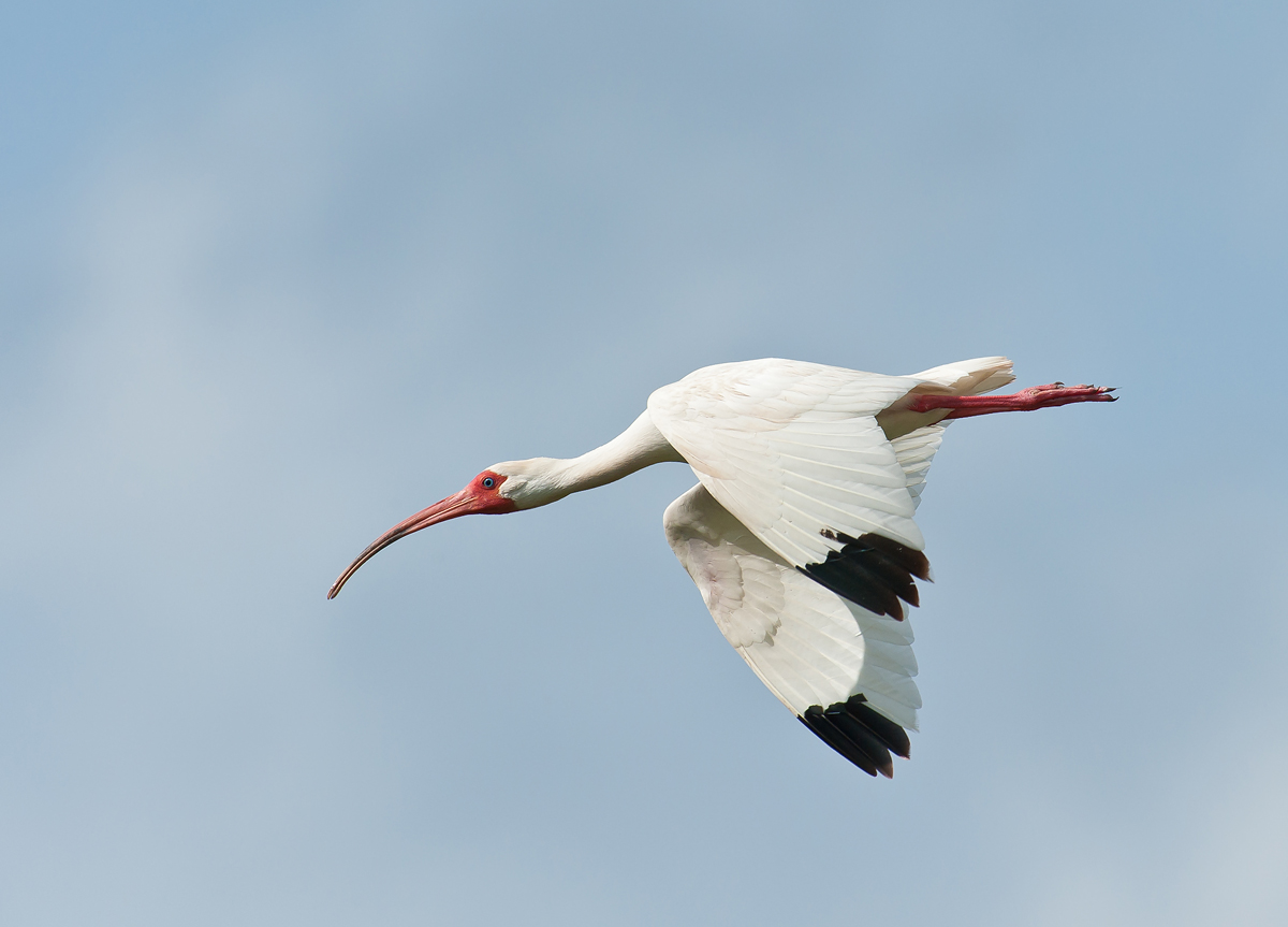 White Ibis