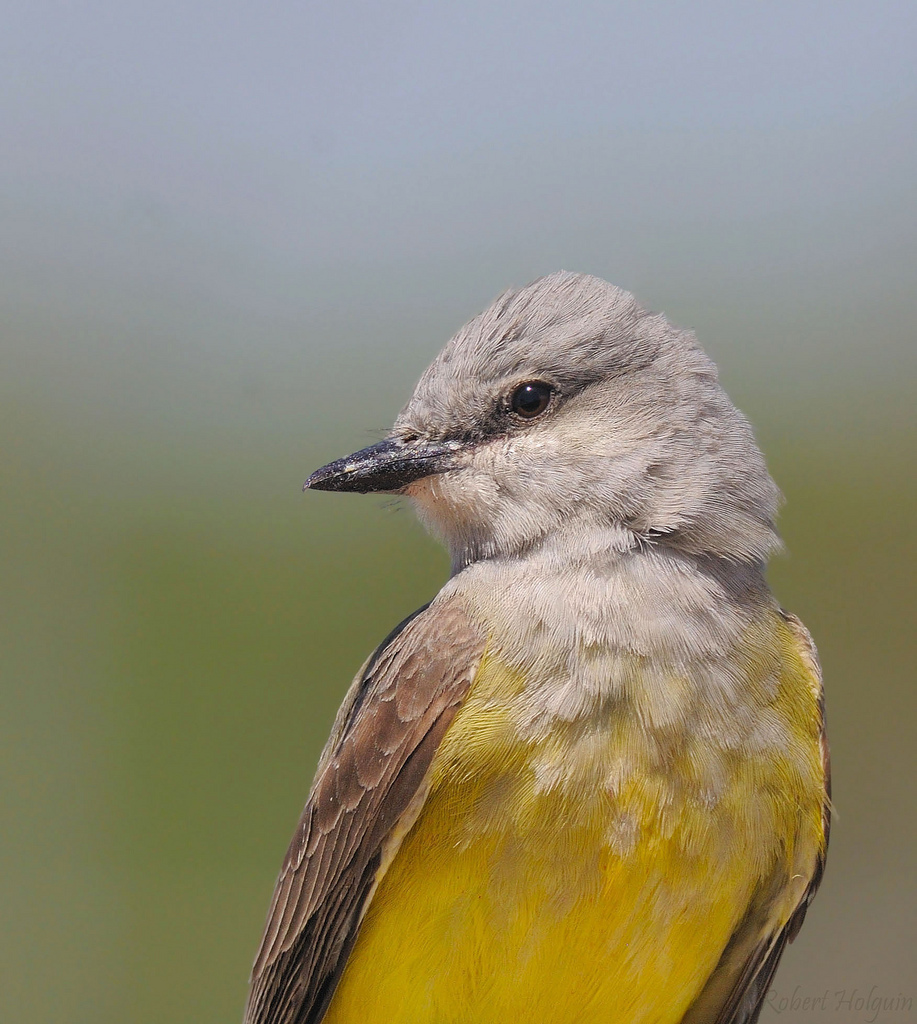 Western Kingbird