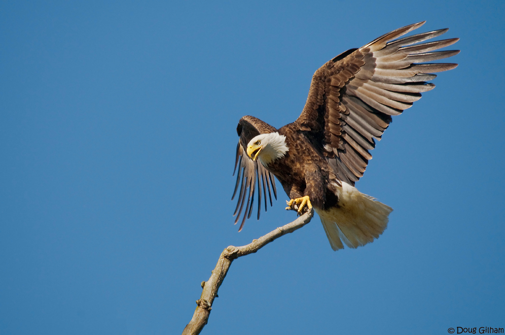 Bald Eagle
