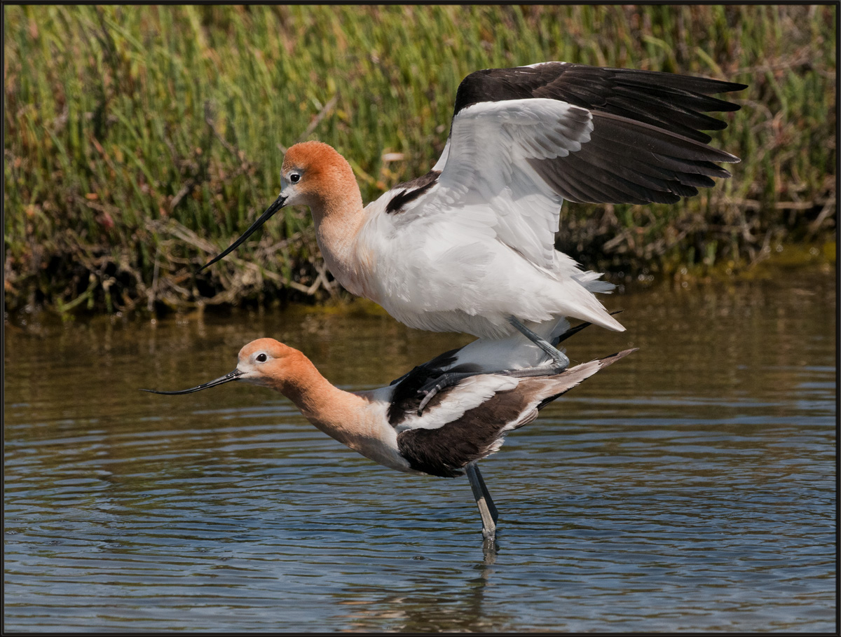 Avocets Mating