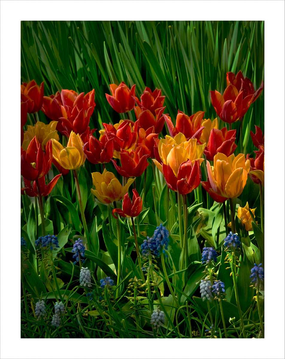 Mature Tulips