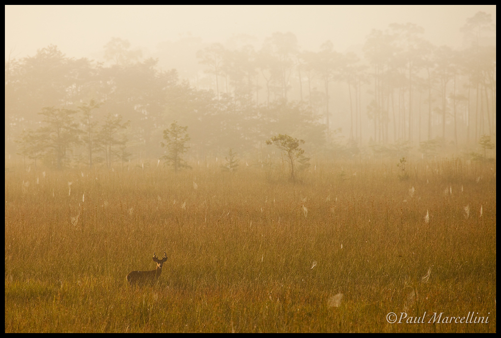 Everglades Buck