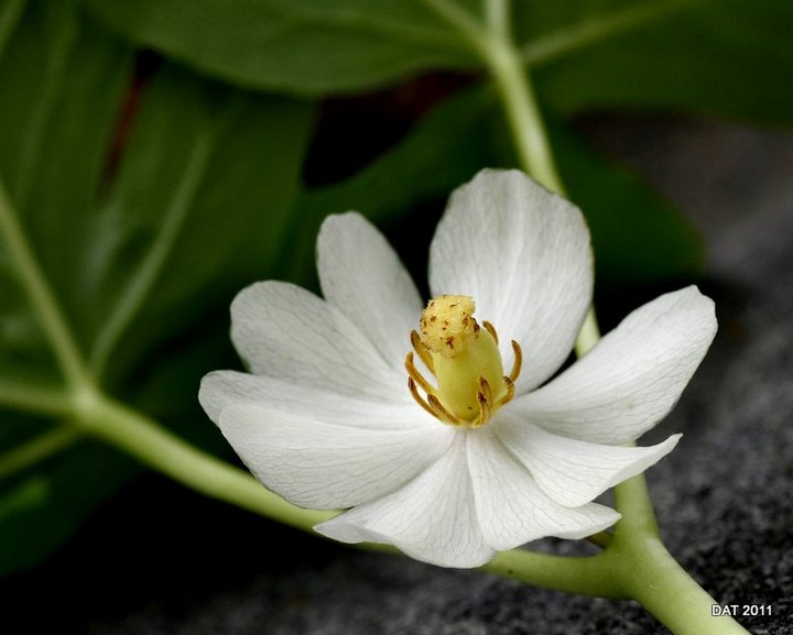 It's Mayapple Time