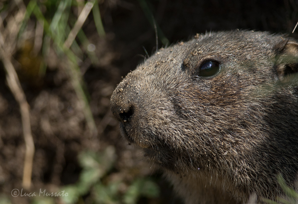 What marmots look at