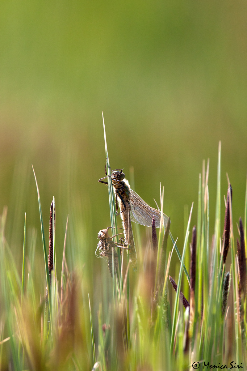 Born in the reeds