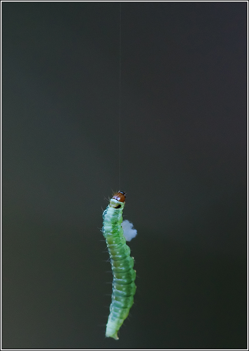 Hanging on by a thread
