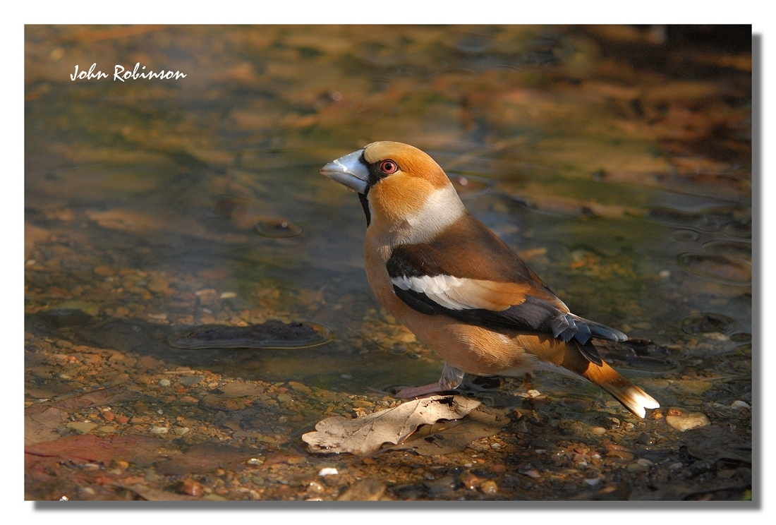 Hawfinch