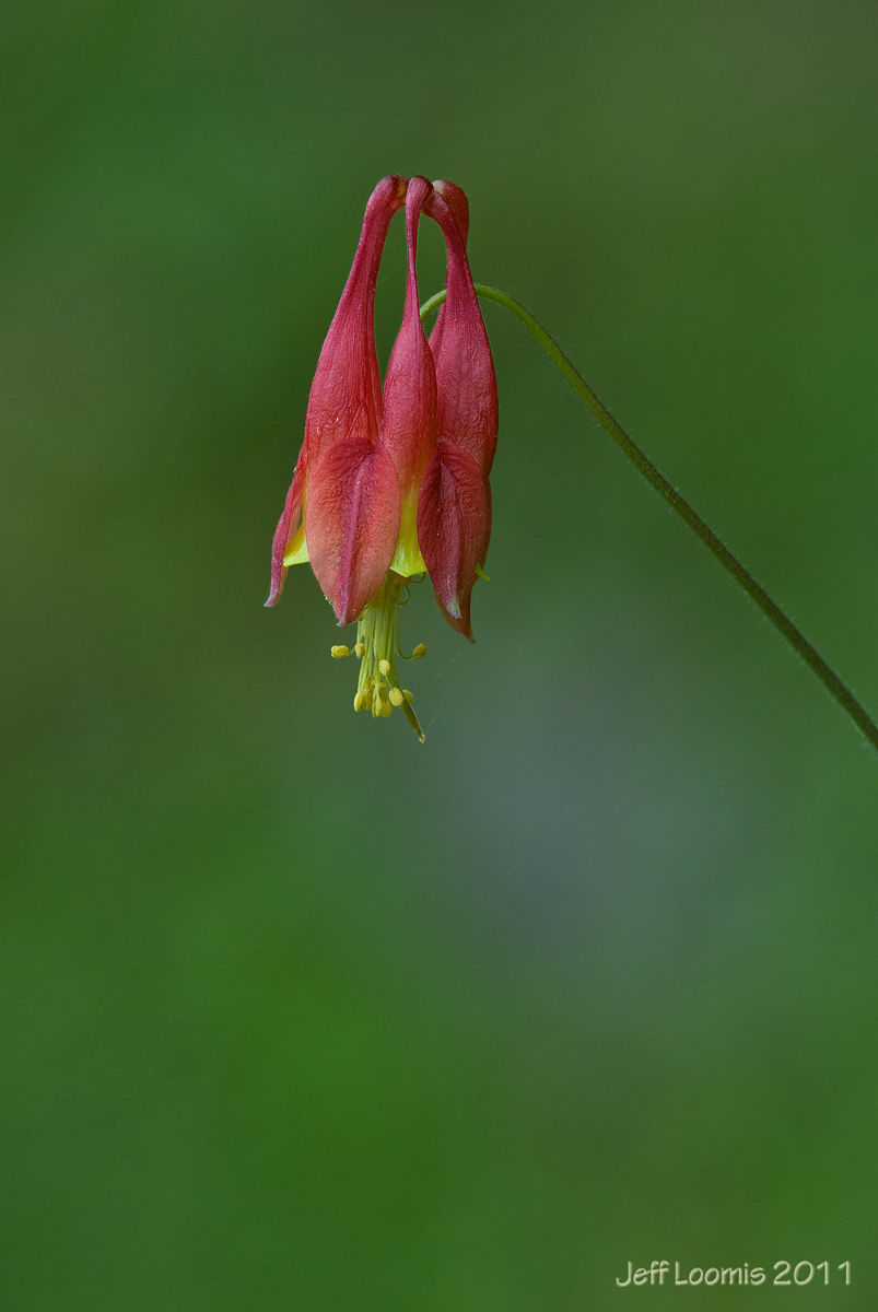 Columbine