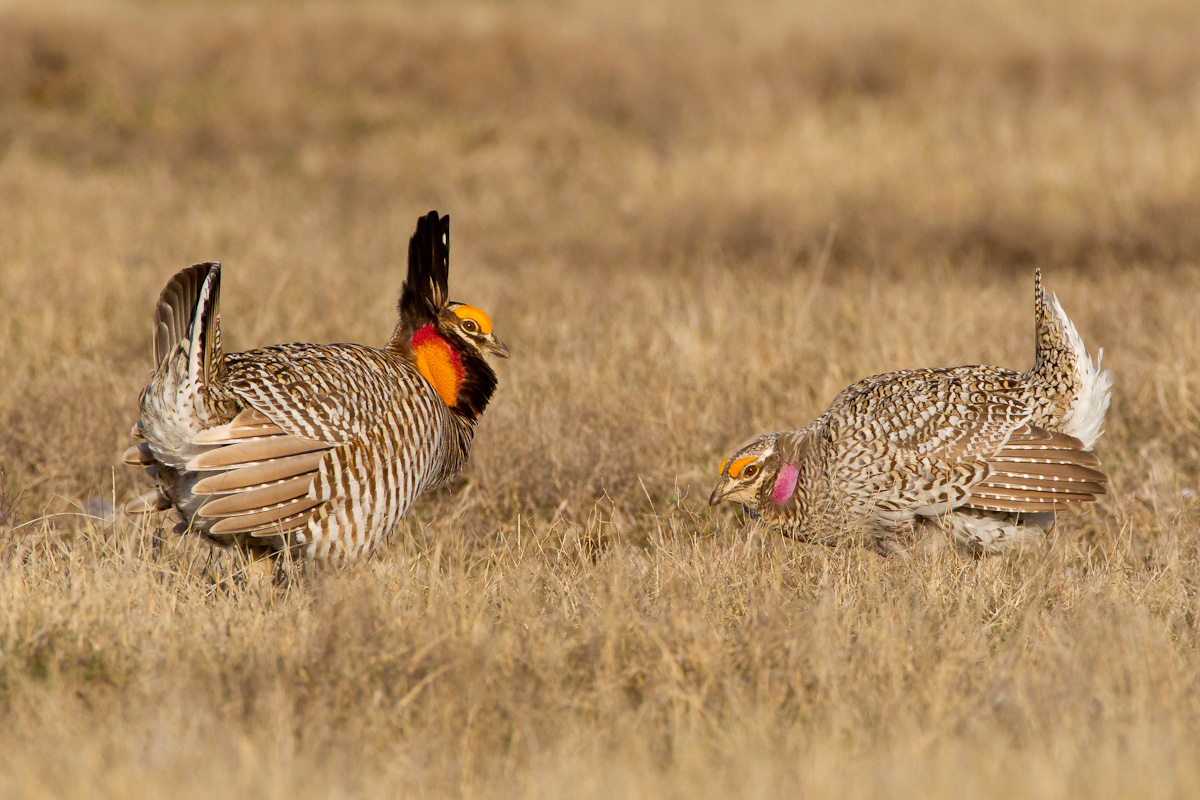 Prairie Chicken 4.5?