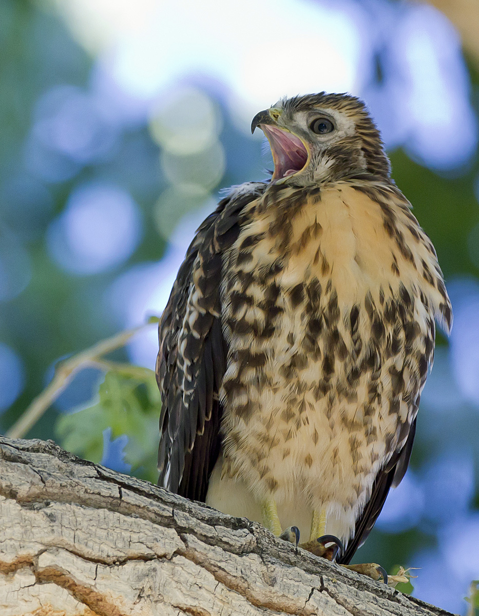 Baby Red-tail Hawk