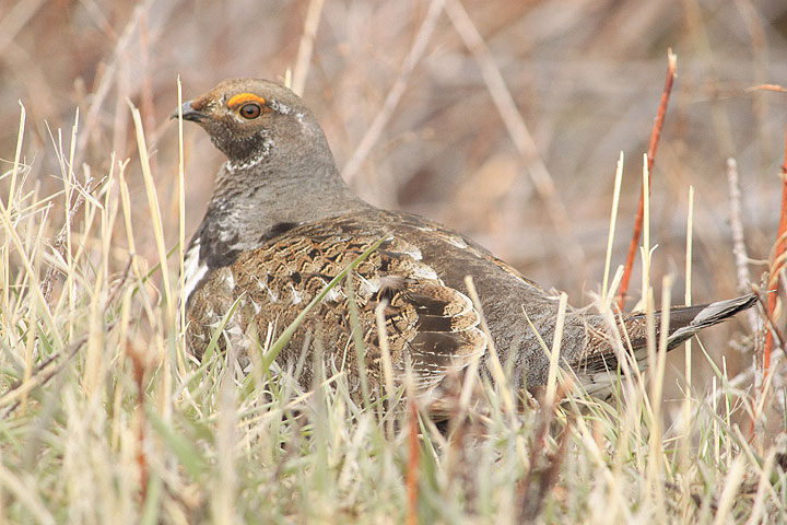 Dusky Grouse
