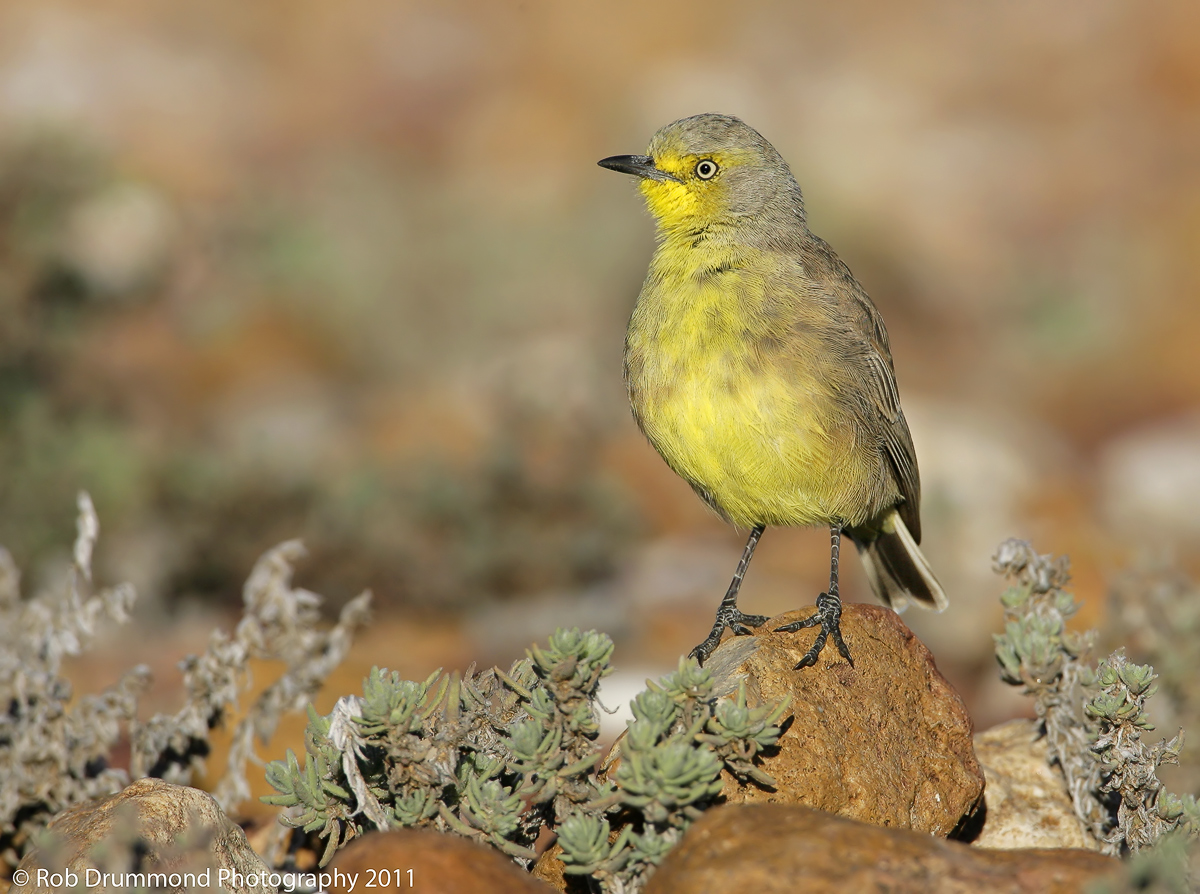 Gibberbird #2