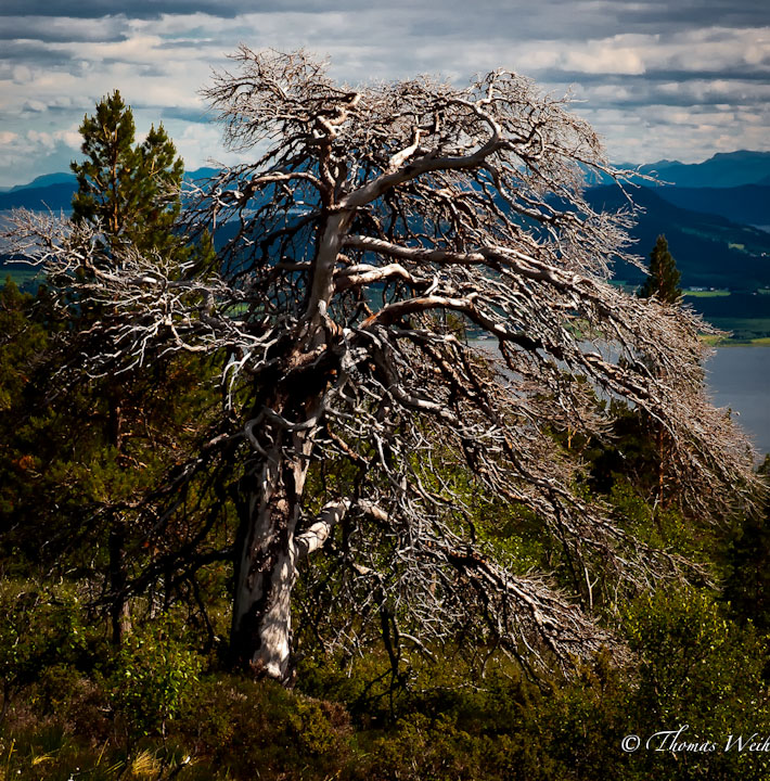 Old tree
