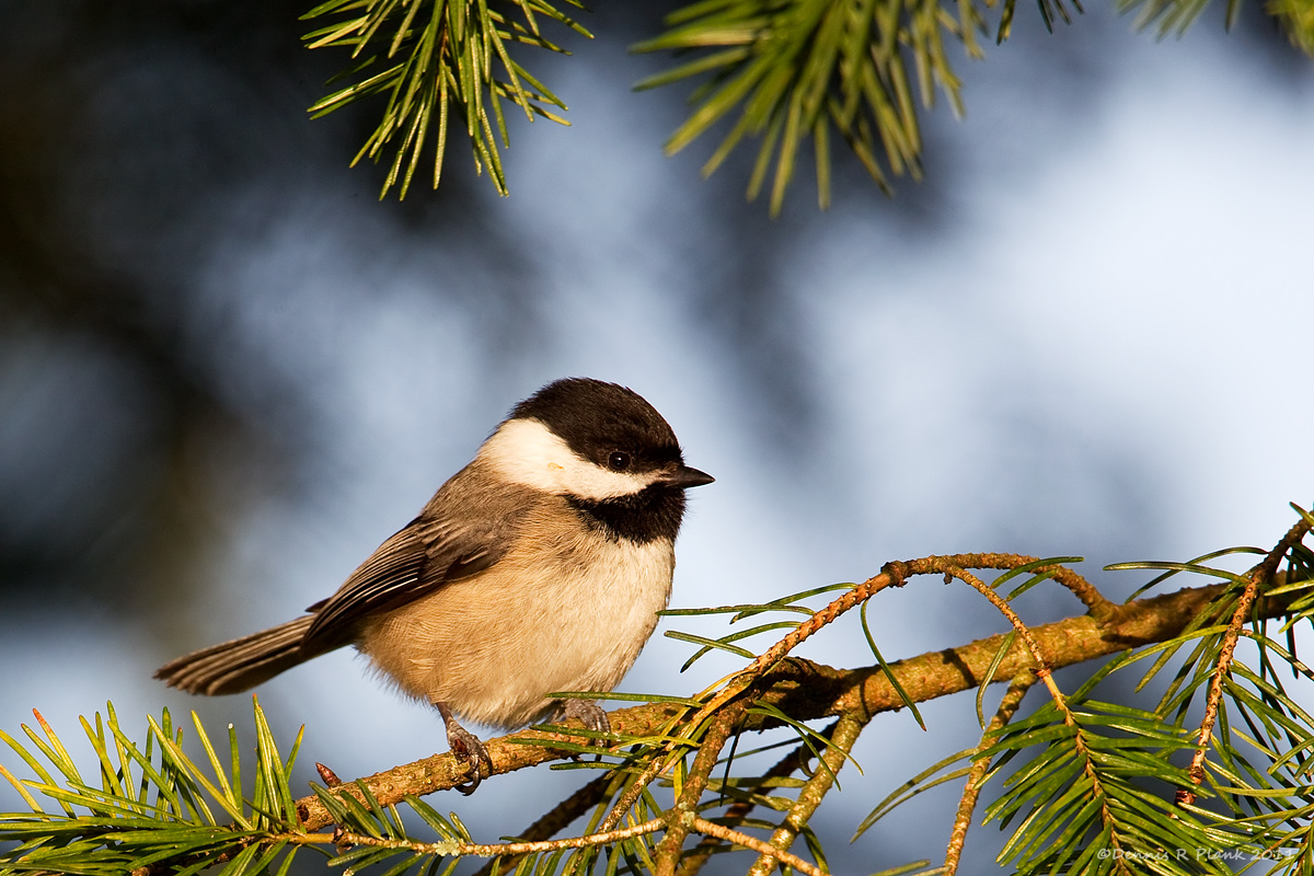 Black-Capped Chickadee