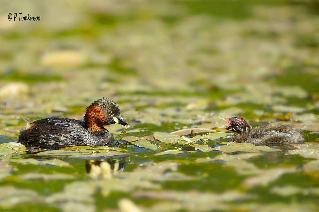 Little Grebe