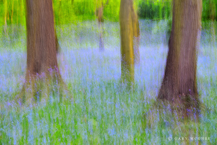 Bluebell Impressions