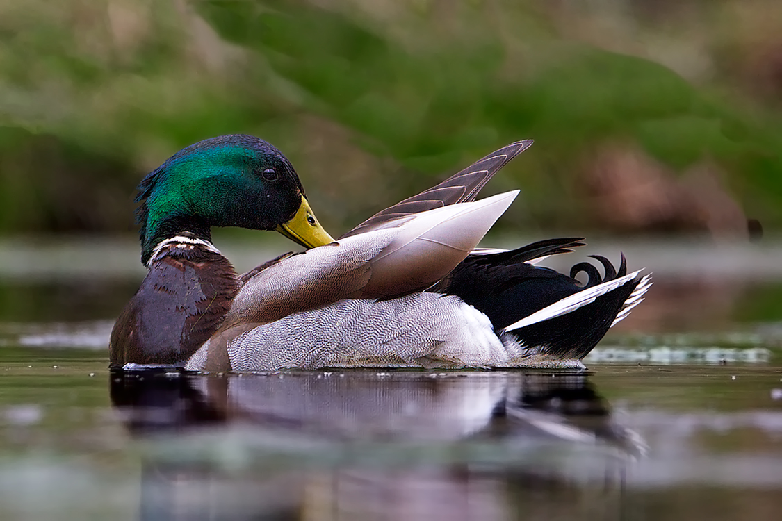 Mallard Drake